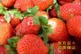 草莓苗种植批发基地