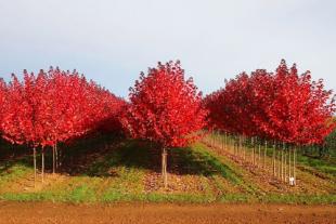 美国红枫小苗种植