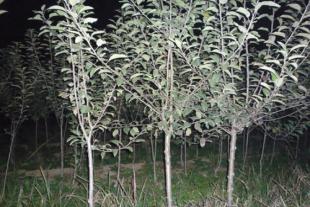泰安苹果苗种植繁育基地