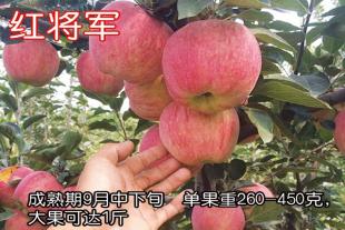 泰安矮化苹果苗厂家