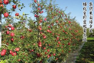 苹果树苗栽培基地
