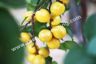 泰安珍珠油杏树苗种植