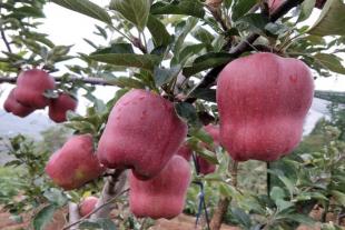 山东苹果苗种植