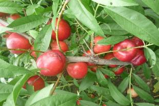 泰安桃树苗种植