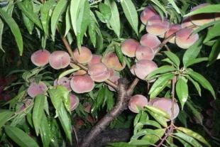 桃树苗种植销售