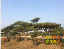 泰安景观松种植基地