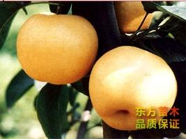 泰安梨苗种植厂家
