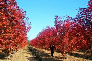 新泰玺枫园林教大家红枫的土质选择和播种小技巧