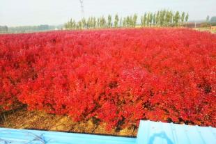 新泰玺枫园林教大家红枫的种子处理和种植