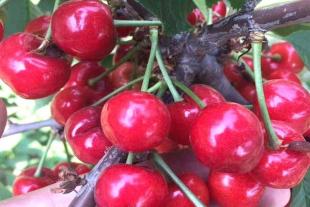 种植泰安俄八樱桃苗时施肥方法很重要