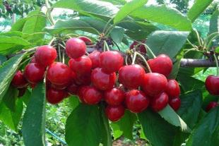 红灯笼樱桃的种植技巧