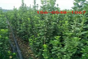  1米北海道黄杨-树形优美-2米、2.5米北海道黄杨