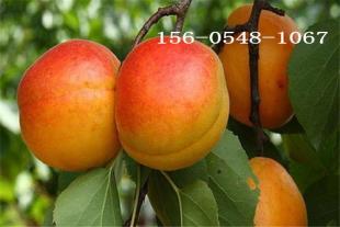     嫁接杏树基地3公分-4公分杏树-凯特杏树苗木