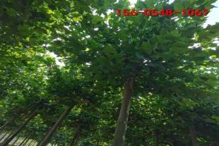 12公分法桐、10公分种植造型速生法桐树