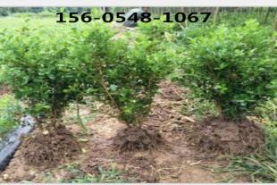  1米冬青苗木基地1.2米1.5米2米大叶黄杨