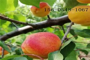   12公分山杏树成活率高15公分山杏 杏树种植基地