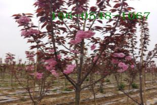 10-12公分种植高杆樱花15-18公分早樱花-华荣苗木