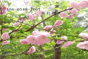 10公分高杆樱花8公分、10公分、12公分高杆樱花
