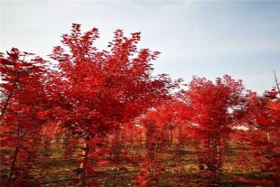      丛生红枫-带土发货-3米-4米-5米红点红枫
