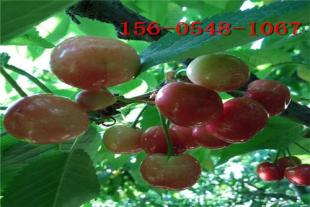  矮化樱桃苗2年生矮化大樱桃苗美早樱桃树根系发达