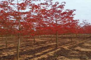 丛生红枫4米5米6米丛生美国红枫、红点红枫