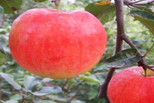 泰安种植苹果生态园