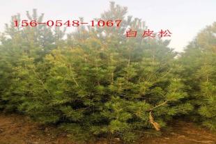 1米、2米白皮松、树形优美3米、3.5米、4米白皮松
