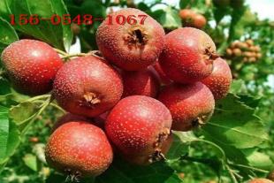  甜红籽山楂树苗好成活1公分 2公分3公分山楂树
