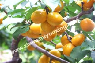 泰安香蜜杏种植基地