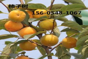  供应28-30公分柿子树28公分柿子树价格