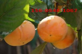 常年供应柿子树粗度18-20-28公分大柿子树 基地