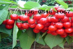  盆栽地栽樱桃树苗价格1-2-3公分樱桃规格全