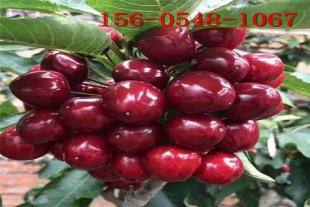 矮化樱桃苗 1-2公分黑珍珠大樱桃苗车厘子出售