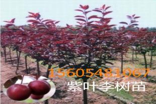  出售红叶李15-18-20公分紫叶李品种齐全