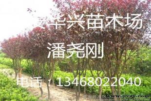  出售地径4公分5公分6公分7公分紫叶李树-红叶李苗木