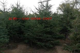  1-2米青芊云杉2米3米4米5米云杉树苗