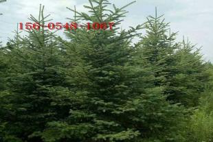  1米、1.5米青芊云杉2.5米、3.5米、4米云杉价格