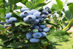 泰山蓝丰蓝莓苗园种植基地