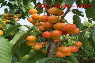 1-2-3公分樱桃规格全盆栽地栽樱桃树苗价格
