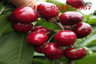  美早樱桃苗 南北方种植1-3-4-5公分樱桃苗