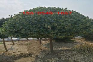   60公分卫矛球带土发货卫矛球80公分-1.5米树形美观