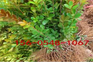     1.2米北海道黄杨绿化苗木1.5、2、2.2米北海道黄杨