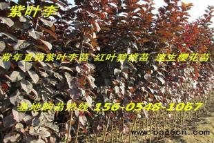   出售紫叶李、红叶李苗木10-12-15公分紫叶李