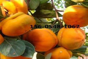  供应柿子树规格齐全品种纯度高 5公分-10公分 柿子树苗基地