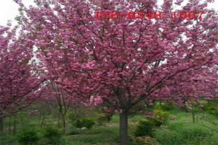  阳光樱花苗木规格全15公分、18公分高杆樱花树