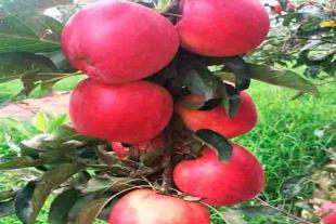 泰安种植苹果生态园