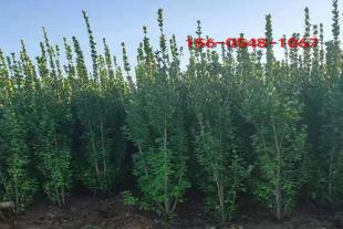  1.2米-1.5米北海道黄杨 冬青苗四季常青护坡绿化