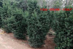  供应1.5米1.8米红豆杉株高约1.2米红豆杉 常绿乔木