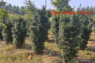 1.5米-1.8米红豆杉规格齐全1.8米-2米红豆杉