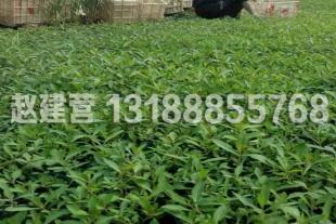 青州马鞭草苗种植基地供应商